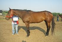 ����Ÿ�̰� (GANGEOL TIGER) ����