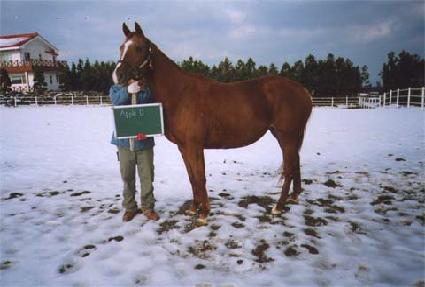 ������ ����