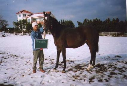 ����������Ƽ ����