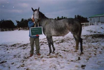 �Ƴʷ���������� ����