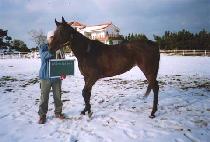 ��ε�����Ʈ (MELODY PERFECT) ����