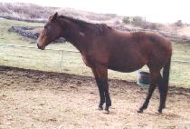 �ָ������ (MERLIN��S GOLD) ����