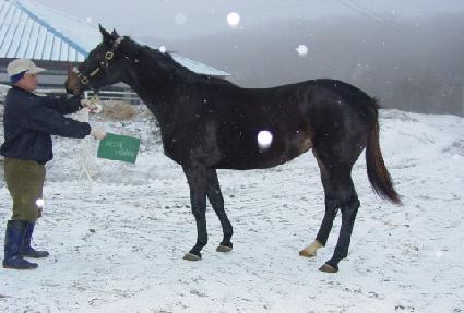 ���̳� ����