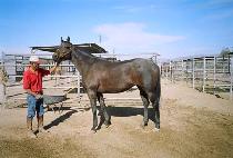 �и��÷��� (PARISH LAND) ����