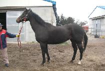 ���߸� (BRAVALMA) ����