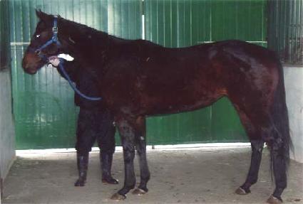 ��Ʋ�� ����