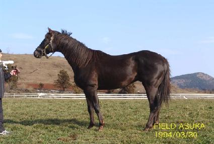 �ʵ�ƽ�ī ����