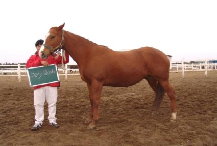 �޸����� ����