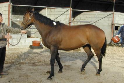 �Ͽ콺��������Ƽ ����