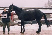 ���ӱ׷��̽� (SUMMER GRACE) ����