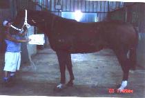 ����ڸ� (BROCCO MAN) ����