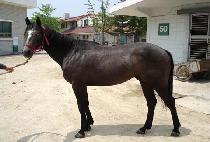 õ������ (CHEONHAPYEONGJEONG) ����