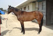 �����ڼŽ��� (PRECOCIOUS MAN) ����