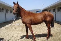 ��Ÿ��ȭ (STAR MUNHWA) ����