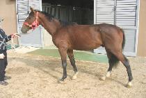 �ݺ���Ÿ (GEUMBIT STAR) ����