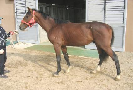 �ݺ���Ÿ ����