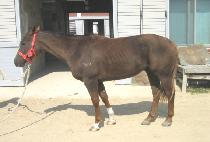 �ٶ���ȥ (BARAMUI HON) ����