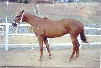 �����屺 (NAKDONG JANGGUN) ����