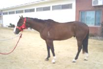 ����Ʈ����ũ��� (JUST LIKE DAD) ����