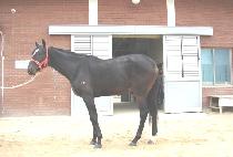 ������ (MARIPGAN) ����