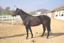 ���丮 (DOYORI) ����