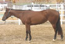 ���� (HAENGUN MACHA) ����