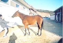 ����ǳ (JINSEONPUNG) ����