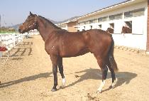 Ÿ�̵鼭�� (TIDAL SURGE) ����