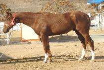 �޺����� (DALBIT NARAE) ����