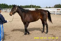 ���ϸ��ɷξ� (GAELIC GALORE) ����