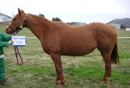 �ѳ����� ����