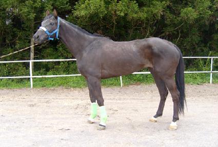 �ͽ�Ʈ���� ����