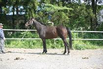 ����Ÿ�� (EVITA QUEEN) ����