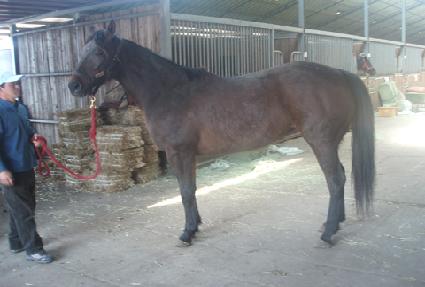 ����Ʈ�ݷ�Ÿ ����