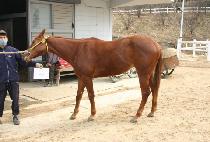 �������� (LEX��S GOLD) ����