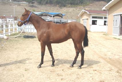 �ϴ��Ǽ��� ����