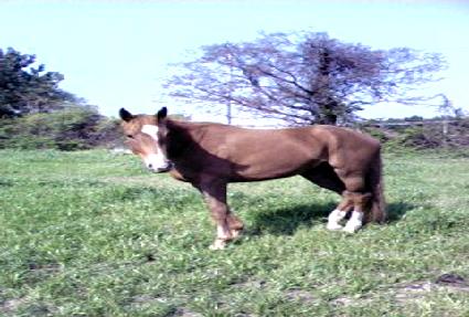 ��������Ÿ ����