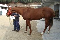 ��ĳ������ (VOLCANIC JAZZ) ����