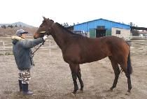 �����Ǿ�ħ (NAMDOUI ACHIM) ����