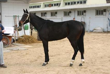 ��ŶǮ���Ӵ� ����