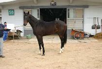 ���ٴ���� (GO GET THE GOLD) ����