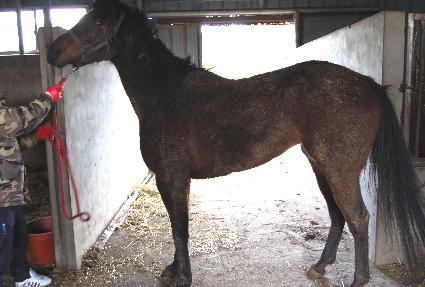 �ö����� ����