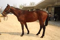 ��Űè�� (YANKEE CHAMP) ����