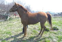 ������� (MAGIC SARANG) ����