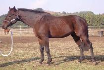 ANGUS EMPIRE picture