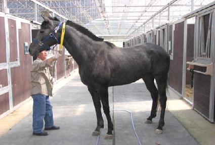 ���̵𺣷��� ����