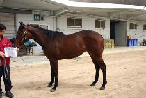 ���̾�ַ� (FIRE ARROW) ����