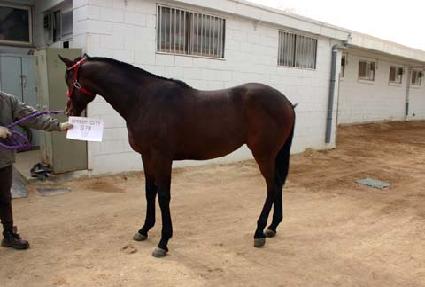 ���ǵ��Ƽ���� ����