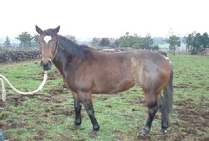 ���������� ����