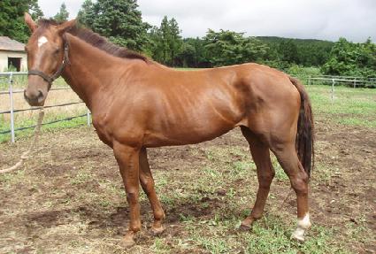 ���ϵ彺Ÿ ����